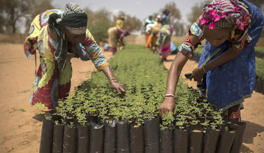 Seedling Production